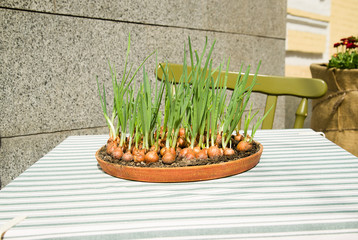 Herbs growing on a ceramic plate on the table in the restaurant