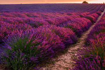 Lavender field on sunrise, Valensole plateau (France)