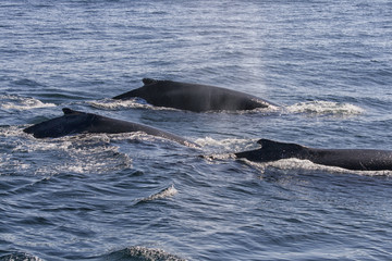 Humpback whales in ocean