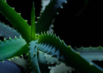 Aloe vera plant