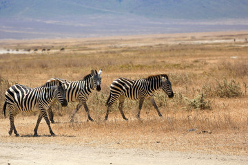 Fototapeta na wymiar Zèbre du Ngorongoro, Tanzanie