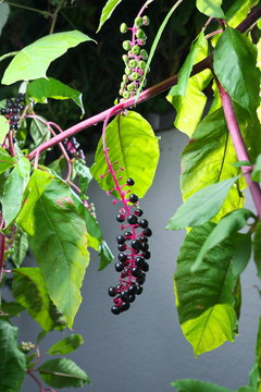 American pokeweed