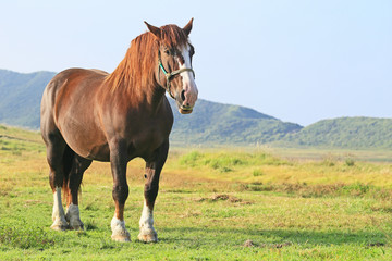 草千里の馬