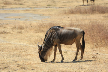 Troupeau de gnou au Serengeti et Ngorongoro Tanzanie