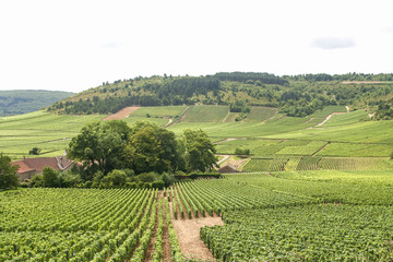 Vineyards in FFrench Burgundy