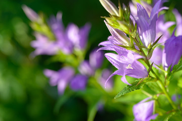 Fototapeta premium Bellflower. Blue purple bellflower with creamy bokeh background. Campanula latifolia. Bright sunny day. Bell flower