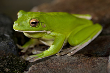 Single little green tree frog