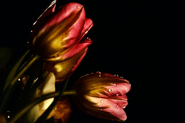 tulips on a black background
