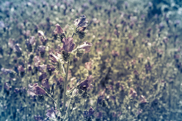 background blue wild flowers scene