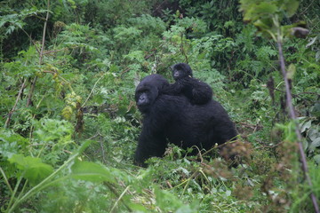 Obraz premium Wild Gorilla animal Rwanda Africa tropical Forest