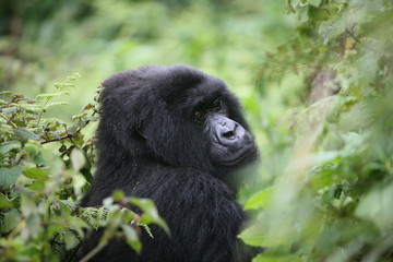 Wild Gorilla animal Rwanda Africa tropical Forest