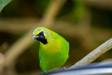 Bright green tropical bird looking at you