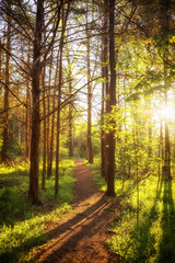 Fototapeta premium Serene Golden Trail