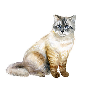 Watercolor close up portrait of popular Siberian longhair cat breed isolated on white background. Siberian forest cat with blue eyes sitting. Hand drawn pet. Greeting card design. Graphic clip art