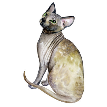 recommend clip art: Watercolor close up portrait of popular hairless Canadian Sphynx cat breed isolated on white background. Sweet cat with no fur coat. Hand drawn pet. greeting card design. Graphic clip art illustration