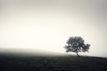 Fototapeta premium samotne mgliste drzewo w czerni i bieli