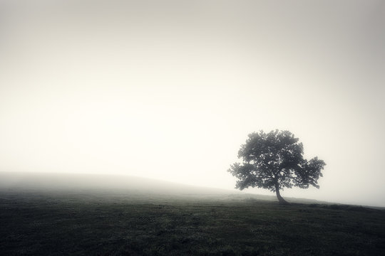 Fototapeta lonely foggy tree in black and white