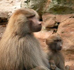 Baboons parent and young