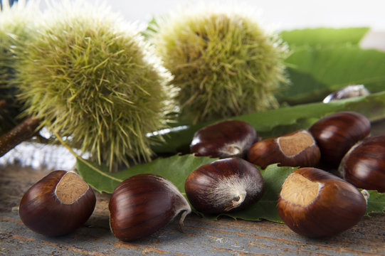 Marroni e ricci di castagna