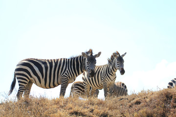 Zèbre du Ngorongoro, Tanzanie