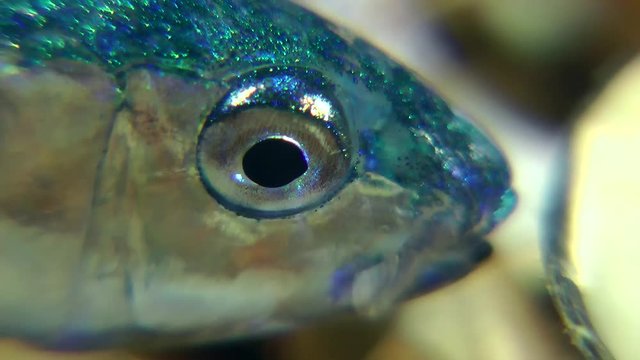 Red mullet at the stage of transition from a pelagic life style to the bottom life style, portrait.
