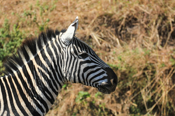 Fototapeta na wymiar Zèbre du Ngorongoro, Tanzanie