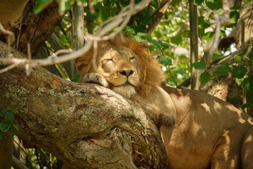 Male Lion with mane taking a nap over branch