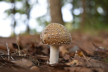 イボテングダケ