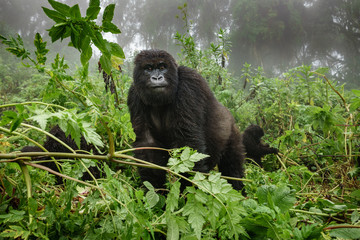 Female mountain gorilla observing tourists in the forest © F.C.G.