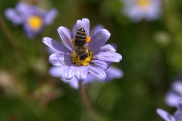 Blumen und bienen
