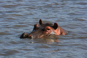 Fototapeta premium Hippopotame de Tanzanie, Afrique