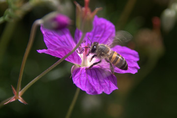 Blumen und bienen