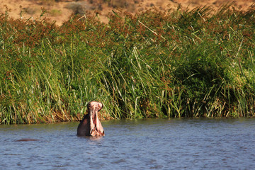 Hippopotame de Tanzanie, Afrique