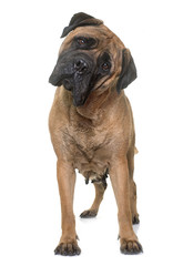 Obraz premium bull mastiff in studio