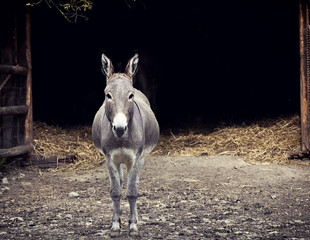 Farm animal, donkey portrait