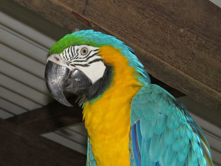  Blue-and-yellow macaw under metal roof