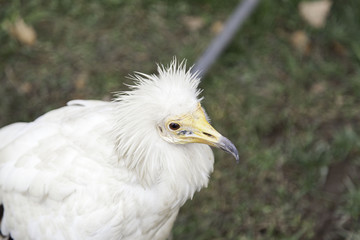 Eagle small park