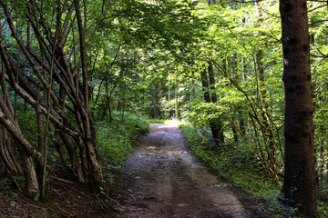 Bicycle path in Valsassina: forest