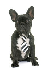 puppy french bulldog