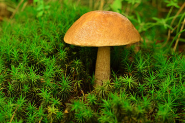 Brown cap boletus in moss. Tubular edible mushroom in forest.