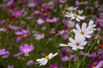 The blossoming galsand flowers closeup in garden