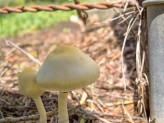 Pretty fungi in garden
