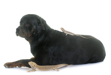 Pogona vitticeps and rottweiler