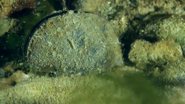 Knout goby (Mesogobius batrachocephalus) leaves the frame, close-up.
