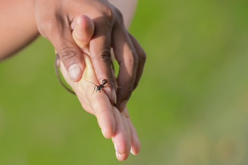 Large ant sitting on hands on a green background (Kumai, Indonesia)