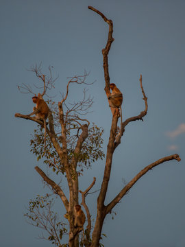 Dutch Monkeys sit on a high tree (Kumai, Indonesia)