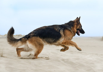 running german shepherd