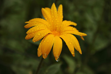 Flor amarilla con rocío de la mañana