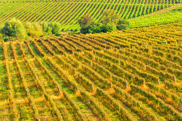 Fototapeta na wymiar Sunny vineyard arrangement in a rows, natural abstract agricultural background
