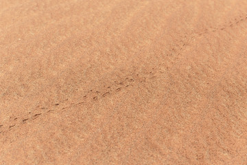 Arabian desert